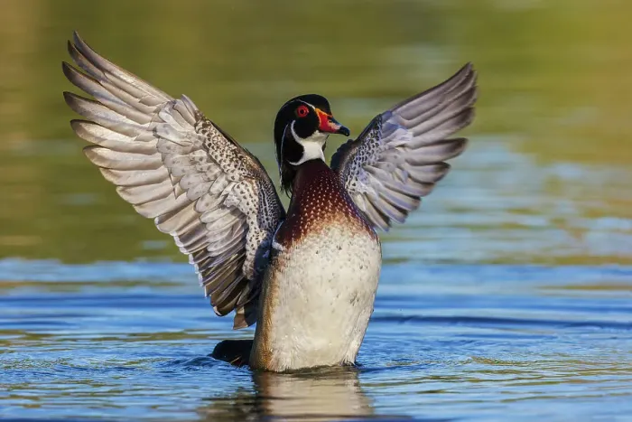 Framed Print : USA, Southern California, Poway, wood duck drake drying wings
