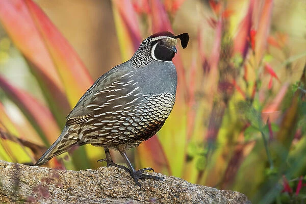 USA, Southern California, Poway, California quail