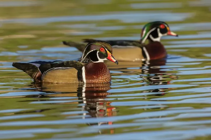 Framed Print : USA, Southern California, Poway, wood duck drakes