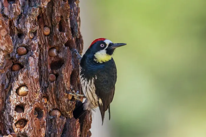 Framed Print : USA, Southern California, Sierra Mountains, acorn woodpecker Framed Print : USA, Southern California, Sierra Mountains, acorn woodpecker