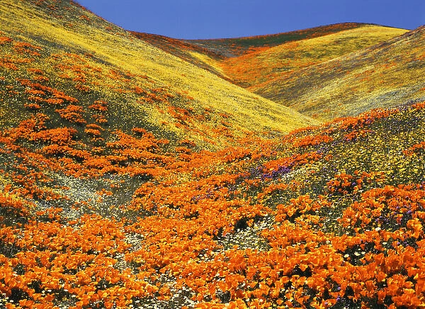 USA, Southern California, View of California golden poppy at Tehachapi mountains