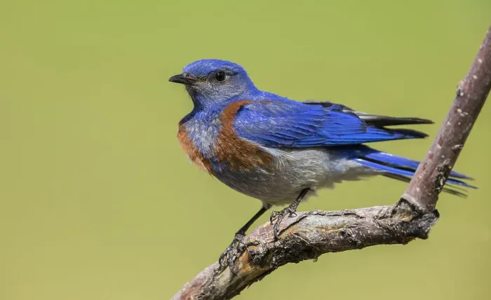 Framed Print : USA, Southern Oregon, Malheur National Wildlife Refuge, western bluebird Framed Print : USA, Southern Oregon, Malheur National Wildlife Refuge, western bluebird