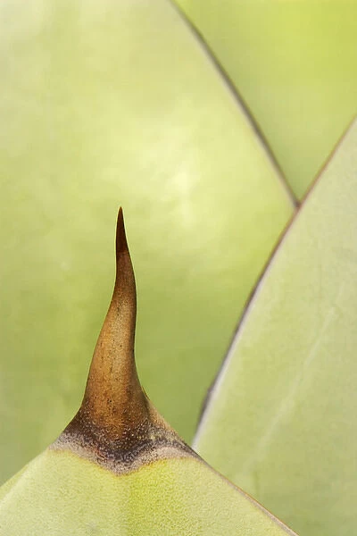 USA, Southwest. Close-up of thorn on agave plant