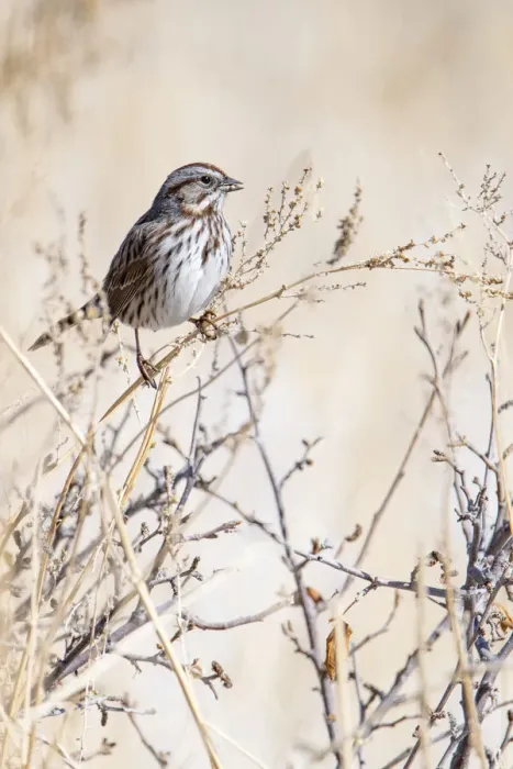 Framed Print : USA, Sparrow Framed Print : USA, Sparrow
