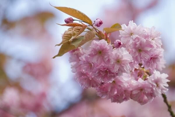 USA. Spectacular blossoms of cherry trees colorful harbinger of spring