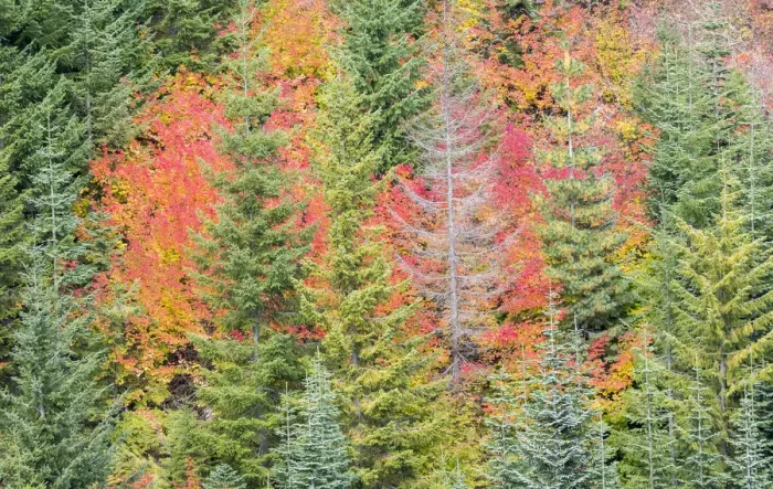Framed Print : USA, Stampede Pass, Washington State, Cascade Mountains with reds of Vine Maple trees