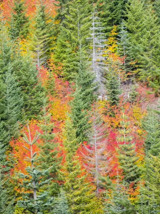 Framed Print : USA, Stampede Pass, Washington State, Cascade Mountains with reds of Vine Maple trees