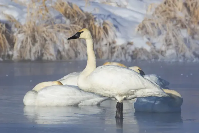 Framed Print : USA, Sublette County, Wyoming. group of Trumpeter Swans stands and rests on an ice-covered Framed Print : USA, Sublette County, Wyoming. group of Trumpeter Swans stands and rests on an ice-covered