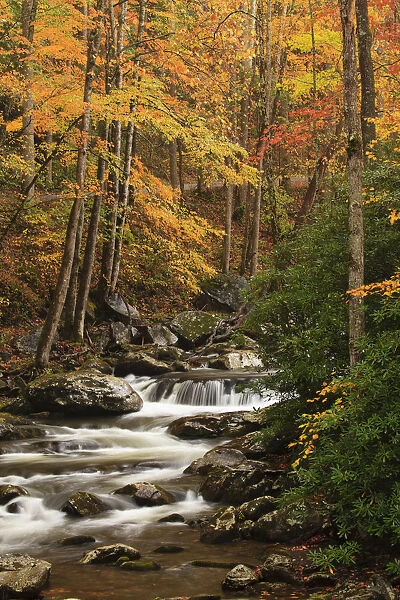 USA, Tennesse. Fall foliage along a stream in the Smoky Mountains