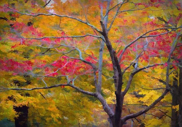 USA, Tennessee. Abstract of autumn forest landscape