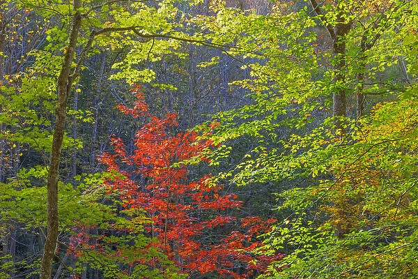 USA, Tennessee. Autumn foliage in Cherokee National Forest
