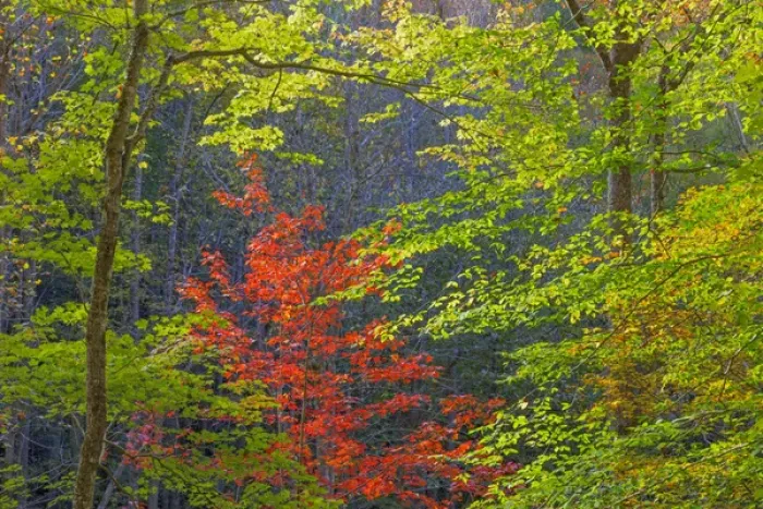 Framed Print : USA, Tennessee. Autumn foliage in Cherokee National Forest Framed Print : USA, Tennessee. Autumn foliage in Cherokee National Forest