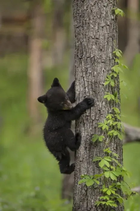 Framed Print : USA, Tennessee. Black bear cub climbing tree Framed Print : USA, Tennessee. Black bear cub climbing tree