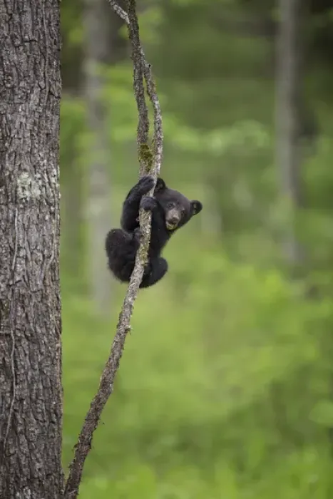 Framed Print : USA, Tennessee. Black bear cub playing on tree limb
