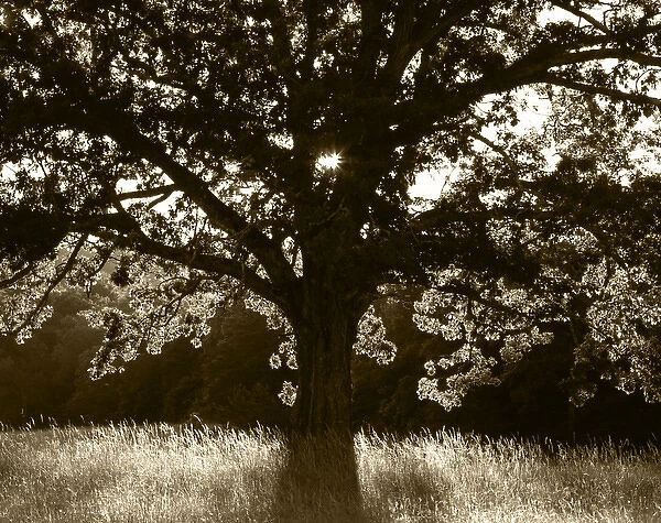USA, Tennessee, Cades Cove, Great Smoky Mountains National Park, White oak tree backlit