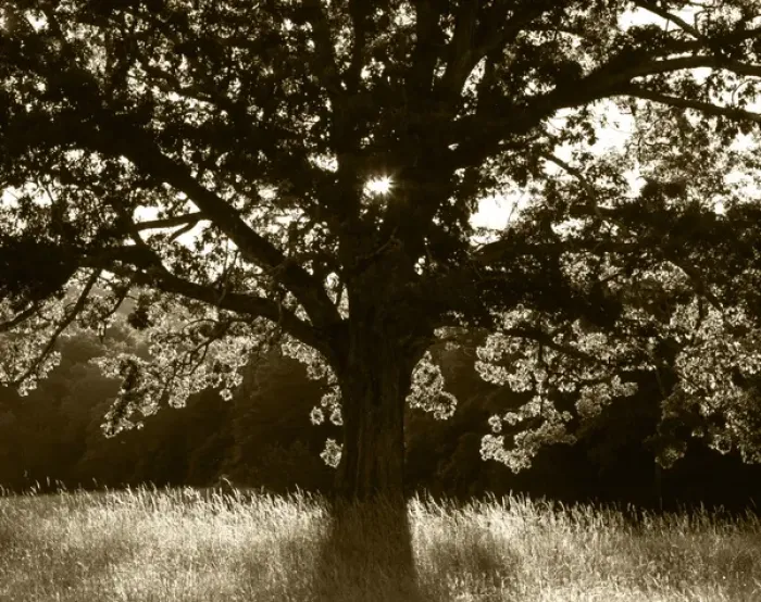 Framed Print : USA, Tennessee, Cades Cove, Great Smoky Mountains National Park, White oak tree backlit