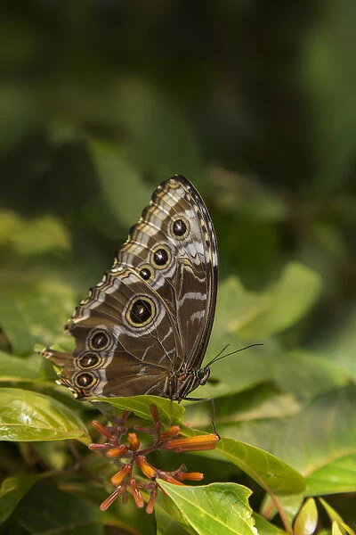 USA, Tennessee, Chattanooga. Giant owl butterfly on leaf