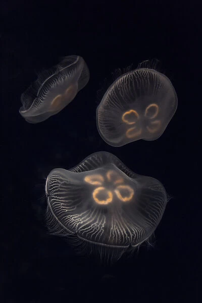 USA, Tennessee, Chattanooga. Moon jellyfish in aquarium