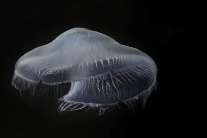 Framed Print : USA, Tennessee, Chattanooga. Moon jellyfish in aquarium
