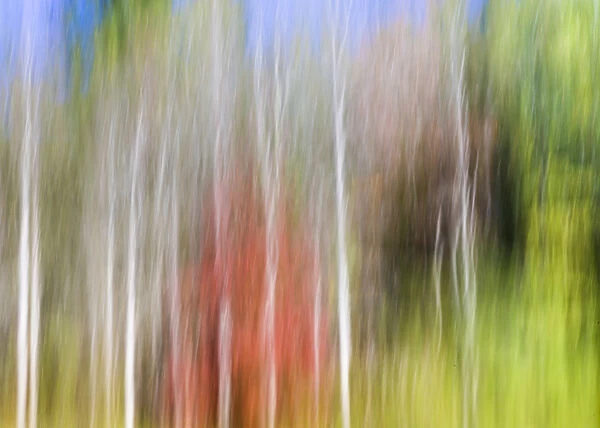 USA, Tennessee, Cherokee National Forest. Abstract tree reflections in pond. Credit as