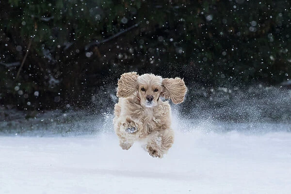 USA, Tennessee. Cocker spaniel running in the snow