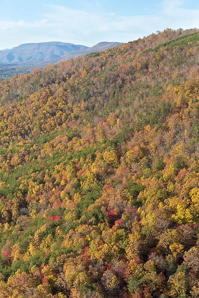 USA, Tennessee. Deciduous fall color and evergreens, Appalachian Mountains