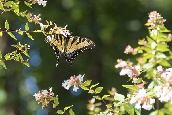 USA, Tennessee. Eastern Tiger Swallowtail gathers nectar on glossy abelia flowers