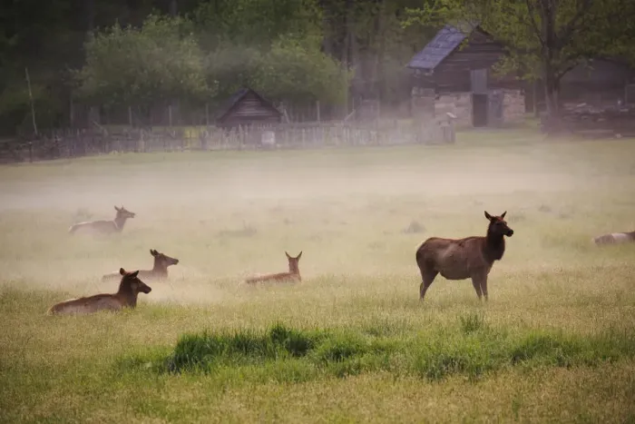 Framed Print : USA, Tennessee. Elk in foggy field at Great Smoky Mountains National Park