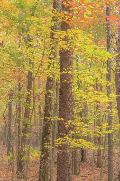 Framed Print : USA, Tennessee, Fall Creek Falls State Park. Forest with autumn foliage. ©Don Paulson / Jaynes Gallery / DanitaDelimont.com Framed Print : USA, Tennessee, Fall Creek Falls State Park. Forest with autumn foliage. ©Don Paulson / Jaynes Gallery / DanitaDelimont.com