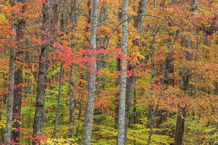 Framed Print : USA, Tennessee, Fall Creek Falls State Park. Forest with autumn foliage. ©Don Paulson / Jaynes Gallery / DanitaDelimont.com Framed Print : USA, Tennessee, Fall Creek Falls State Park. Forest with autumn foliage. ©Don Paulson / Jaynes Gallery / DanitaDelimont.com