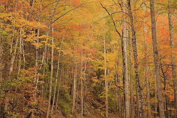 USA, Tennessee. Fall foliage along the Little River in the Smoky Mountains