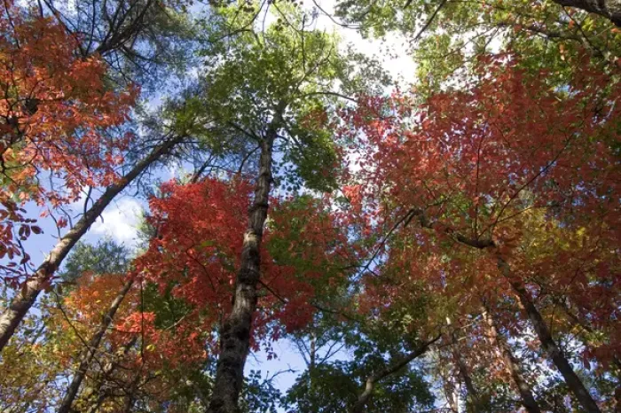 Framed Print : USA - Tennessee. Fall foliage near Fall Creek Falls State Park Framed Print : USA - Tennessee. Fall foliage near Fall Creek Falls State Park