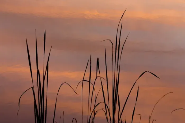 Framed Print : USA, Tennessee, Falls Creek Falls State Park. Sunrise on cattails in lake. Credit as