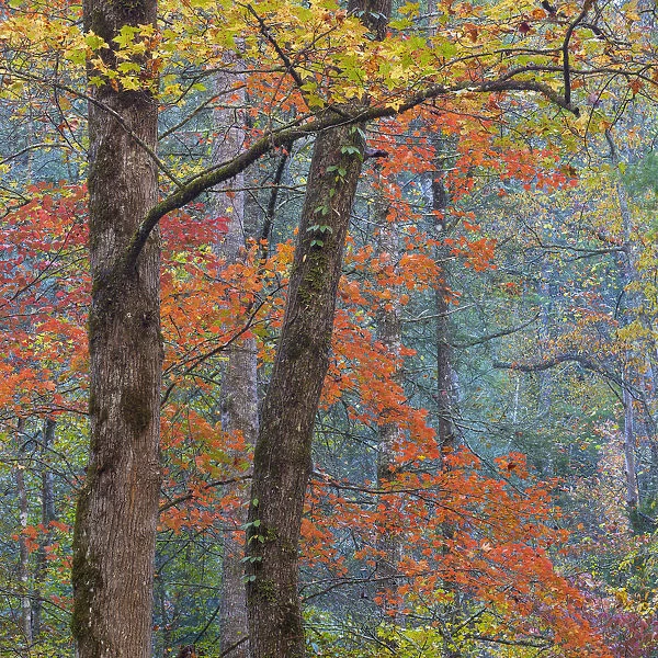 USA, Tennessee. Forest scenic in autumn. Credit as: Don Paulson  /  Jaynes Gallery  /  DanitaDelimont