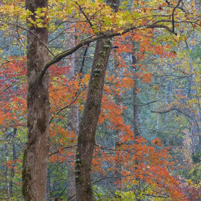 Framed Print : USA, Tennessee. Forest scenic in autumn. Credit as: Don Paulson  /  Jaynes Gallery  /  DanitaDelimont