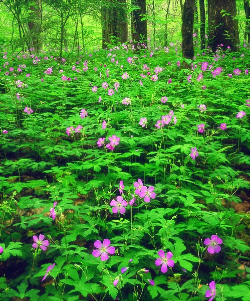 USA, Tennessee, Great Smoky Mountain National Park. A Wildflowers in the forest