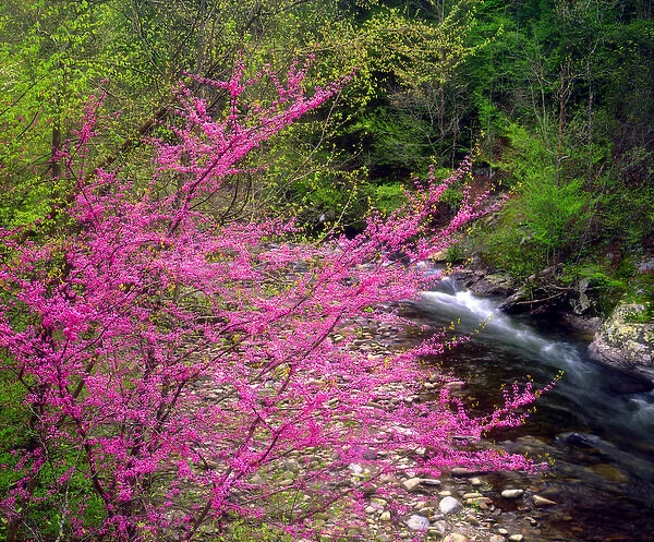 USA, Tennessee, Great Smoky Mountain National Park. A Redbud Wildflowers in the forest