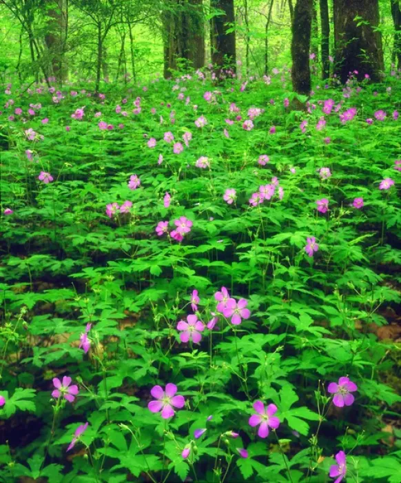 Framed Print : USA, Tennessee, Great Smoky Mountain National Park. A Wildflowers in the forest
