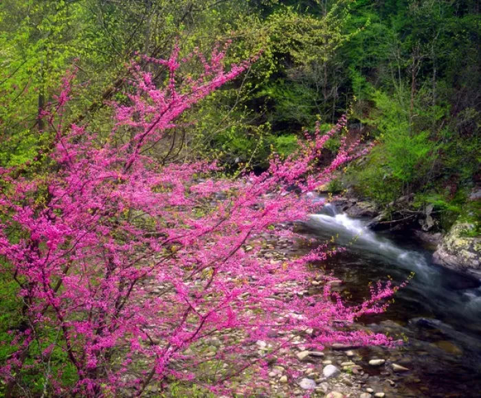 Framed Print : USA, Tennessee, Great Smoky Mountain National Park. A Redbud Wildflowers in the forest Framed Print : USA, Tennessee, Great Smoky Mountain National Park. A Redbud Wildflowers in the forest