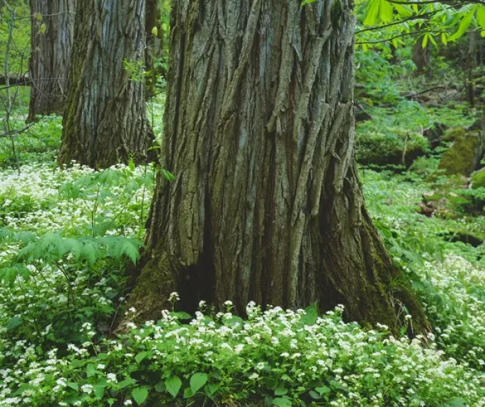 Framed Print : USA; Tennessee; Great Smoky Mountain National Park; Wildflowers and Old Growth Trees Framed Print : USA; Tennessee; Great Smoky Mountain National Park; Wildflowers and Old Growth Trees
