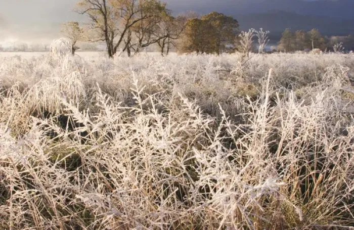 Framed Print : USA; Tennessee; Great Smoky Mountain NP; Early morning frost in Cades Coves Framed Print : USA; Tennessee; Great Smoky Mountain NP; Early morning frost in Cades Coves