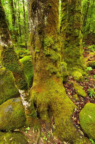 USA; Tennessee; Great Smoky Mountain NP; Moss covered trees trunks in spring