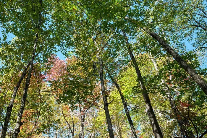 Framed Print : USA, Tennessee. Great Smoky Mountains Fall colors Framed Print : USA, Tennessee. Great Smoky Mountains Fall colors