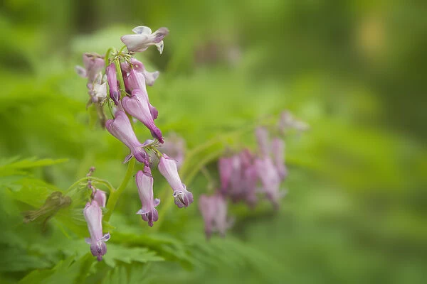 USA, Tennessee, Great Smoky Mountains National Park. Bleeding heart wildflowers in Cades Cove