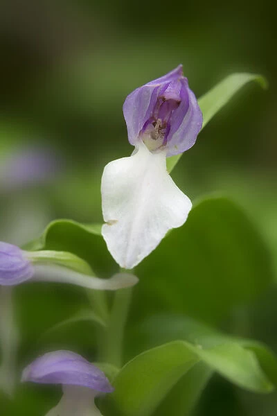 USA, Tennessee, Great Smoky Mountains National Park. Showy orchis orchid close-up