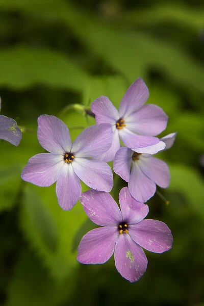 USA, Tennessee, Great Smoky Mountains National Park. Wild blue phlox flower close-up