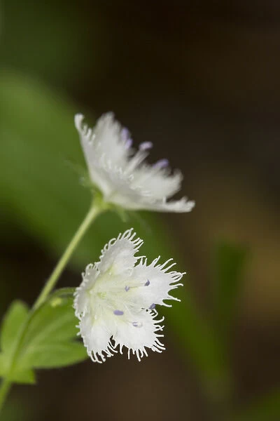 USA, Tennessee, Great Smoky Mountains National Park. Fringed phacelia flower close-up