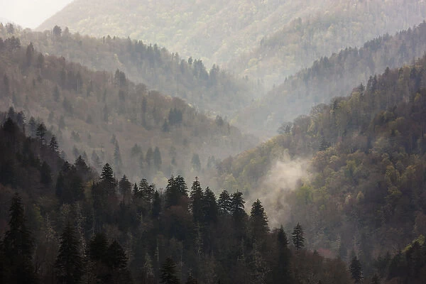 USA, Tennessee, Great Smoky Mountains National Park. Mist rises in a valley of tree-lined ridges