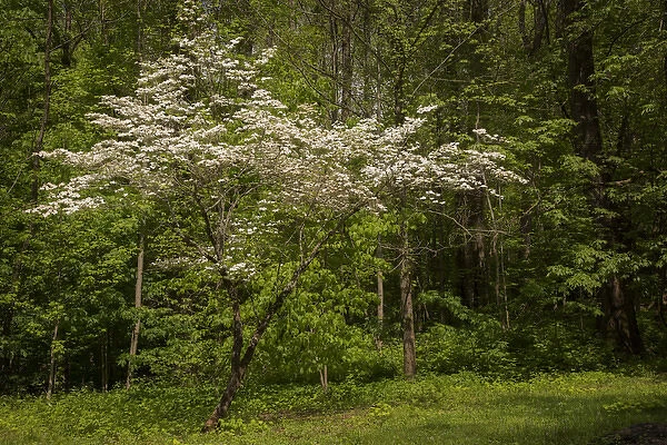 USA, Tennessee, Great Smoky Mountains National Park. Flowering dogwood tree. Credit as