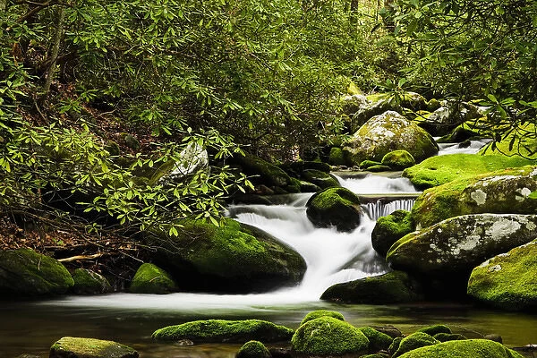 USA, Tennessee, Great Smoky Mountains National Park. Scenic of Roaring Fork cascades in springtime